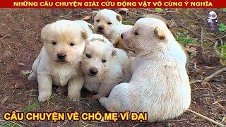 Câu Chuyện về Chó Mẹ vĩ đại nhất thế giới  Review Con Người Và Cuộc Sống