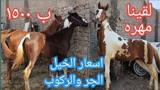 اسعار الخيل والمهر الفلسطيني الجر والركوب اليوم تخيلوا مهره ب١٥٠٠ج بالزقازيق واجمل الامهار الفلسطيني