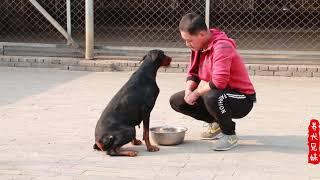 看上去很凶恶的一只猛犬，竟然几个口令就被训练得服服帖帖