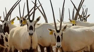 Qatar TV documentary on Arabian Oryx