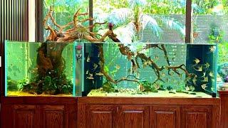 Beautiful Angelfish Tank  The Best World of Angelfish Aquarium