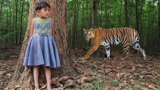 tiger attack man in the forest  tiger attack in jungle royal bengal tiger attack