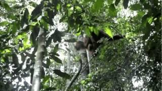Orang-utan at Gunung Leuser National Park Sumatra 2