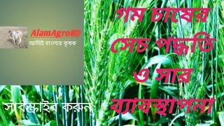 গম চাষের প্রথম সেচ সার ব্যাবস্থাপনা সহ প্রয়োজনীয় সকল টিপস wheat crop tips AlamAgroBD