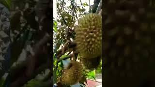 Pupuk Special Pelebat Durian Organik Herbafarm #durian #pupukdurian #duriancepatbuah