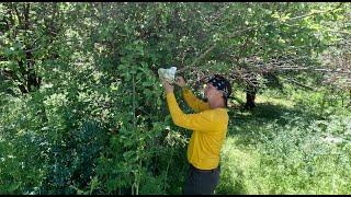 UPDATE And WHAT I learned from Air layering fruit trees.