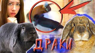 ВСЕ ДРАКИ и СВИДАНИЯ МОИХ КРОЛИКОВ - Все Серии - Дом Призрак  Elli Di Pets