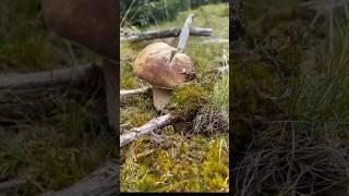 Beautiful mushrooms from Eastern Europe #funghi #porcini #boletus #grzyby #гриби