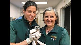 Baby Meerkats - ZooBorns Australia Episode 11