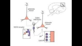 Schizophrenia and NMDA Receptors