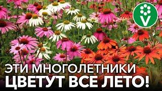 10 ПОТРЯСАЮЩИХ МНОГОЛЕТНИКОВ КОТОРЫЕ ЦВЕТУТ ВСЕ ЛЕТО И КУСОЧЕК ОСЕНИ