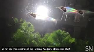 See iridescence in ghost catfish  Science News