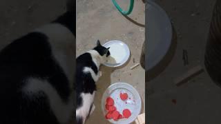 قط يشرب حليب بطريقة مدهشة  A cat drinks milk in an amazing way