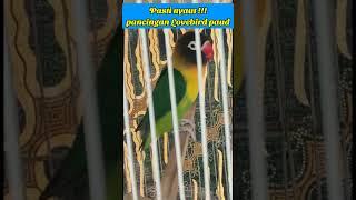 PASTI NYAUT  pancingan Lovebird paud #videoshorts #lovebirdpaud #kicaugalaxy