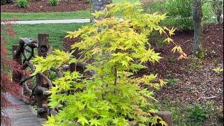 DRAGON MASTER JAPANESE MAPLE