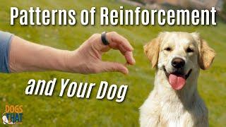 Reinforcement Builds Behavior For You Or Against You In Dog Training