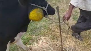 HOW VET TREATED LUMPHY JAW ACTINOMYCOSIS COW WITH SEVERE FEEDING DIFFICULTIES AND SEVERE ABSCESS