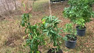 Tropical fruit trees to grow in central Florida