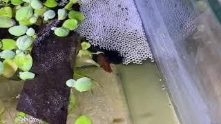 Betta fish breeding Day 1 Nesting & Laying Eggs