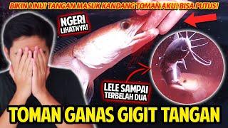 TOMAN GANAS AKU GIGIT TANGAN? LINU BANGET LELE SAMPAI KEBELAH DUA DIGIGIT IKAN MENGERIKAN INI