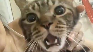 Funny Cats Compilation  #funnyvideo #funny #funnycats #cutecats