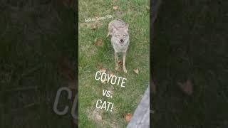 COYOTE VS. CAT  #friends #straykids #weavethecoyote #howiedewitt #puppy #bff #nature #claw #teeth