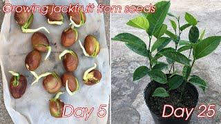 How to grow jackfruit from seeds  how to grow jackfruit in pot