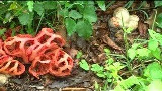 Insolite  Un champignon pas comme les autres Toulouse