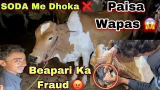 Soda Me Dhoka   Northen Bypass Mandi Beapari Ko Fraud Pakar Liya   Cow Mandi 2024