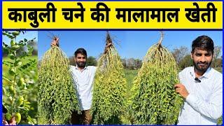 काबुली चने की मालामाल खेती  Kabuli Chana Ki Kheti  Doller Chana Ki Kheti  Chane Ki Kheti 