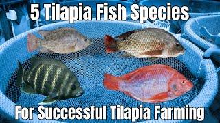 Mastering Tilapia Aquaculture Species Nutrition and Tips