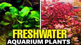 The 30 BEST Freshwater Aquarium Plants