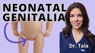 How to EXAMINE a babys genital area?? A Neonatologist reviews