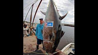 Worlds Biggest Tuna Ever Caught