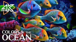 Mesmerizing Underwater World 4K ULTRA HD  Beautiful Coral Reef Fish with Relaxing Sleep Music