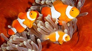 Clownfish with Sea anemone  Best FIsh Tank  Coral Reef AQUARIUM  Relaxing Screensaver
