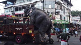 പാമ്പാടി രാജൻ അയ്യപ്പൻ കാവിൽ️Pampadi Rajan at Ayyapankav temple