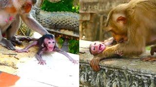 The mother monkey keeps biting the baby monkey but the baby monkey keeps clinging to the mother