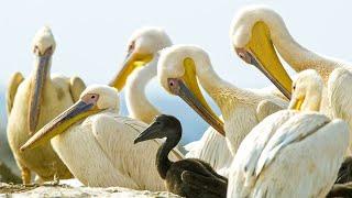 Pelicans Feast On Cape Gannet Chicks  Life  BBC Earth