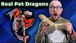 Top 5 REAL LIFE Dragons YOU Can Keep As Pets in 2023