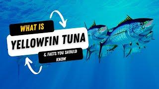 What Is A Yellowfin Tuna And 10 Facts You Should Know