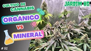 Cultivo Cannabis - ORGÂNICO  vs  MINERAL inorgânico sintético