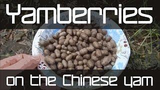 Yamberries on the Chinese Yam