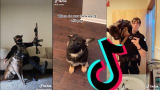 Amazing k9 Police Dogs TikTok Compilation #1  Dogs Of TikTok