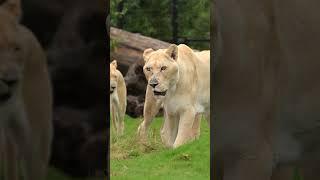 Our lionesses have taken their first trip outside 