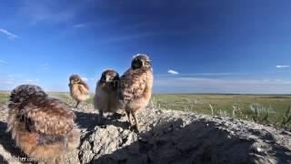 Adorable Burrowing Owl Chicks