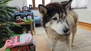 Lucky Husky Gets To Open Up His Mail