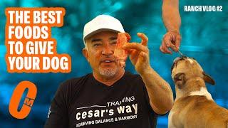 THE BEST FOOD TO FEED YOUR DOG  DOG TIPS #1