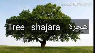 How to pronounce Tree jn arabic