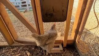 DIY $25 Smart wifi Automatic Chicken Door Opener